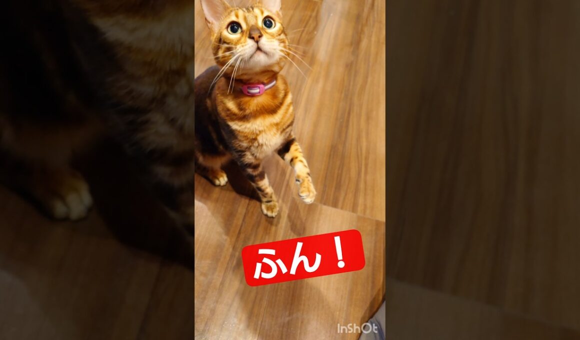 【ベンガル猫と遊ぶ場合】うりくん、今日も一緒に遊んでくれる。お腹の模様がかわいくて仕方がない主 #youtube #cat #保護猫 #ベンガル #shorts #癒し #動物 #pets #ねこ