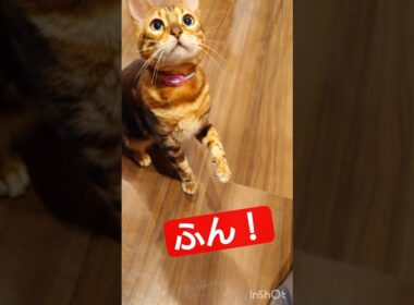 【ベンガル猫と遊ぶ場合】うりくん、今日も一緒に遊んでくれる。お腹の模様がかわいくて仕方がない主 #youtube #cat #保護猫 #ベンガル #shorts #癒し #動物 #pets #ねこ