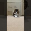 ぽこ太郎選手の挑戦に密着！ #ぽこ太郎   #スコティッシュフォールド #猫のいる暮らし #愛猫 #kitten #catvideos #catlovers #予想外の展開  #正解