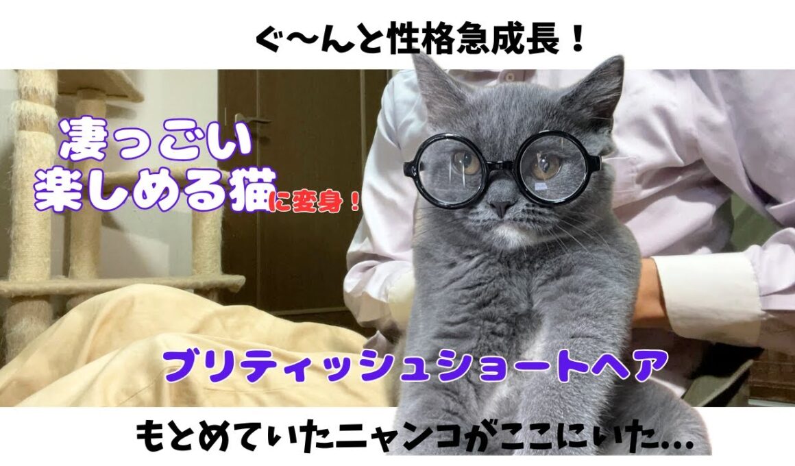 猫の性格をつくる【ブリティッシュショートヘア子猫】手放すのが惜しくなる