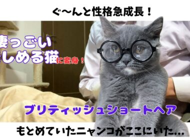 猫の性格をつくる【ブリティッシュショートヘア子猫】手放すのが惜しくなる