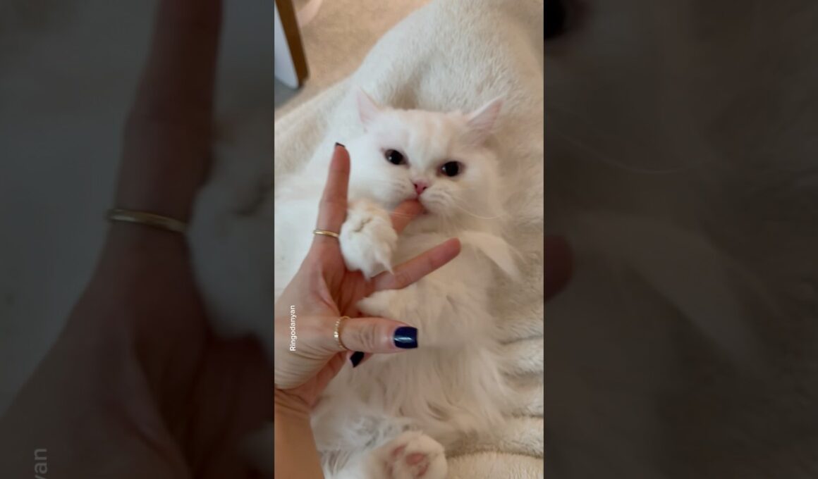 Don't miss the ending!!😆 #shorts #cat #funny