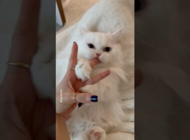 Don't miss the ending!!😆 #shorts #cat #funny
