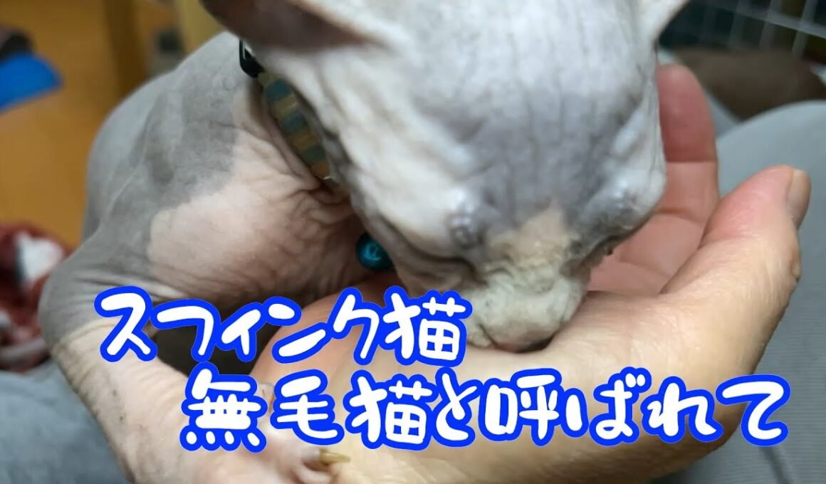 スフィンクス猫チャイに会いにきてください＃猫＃cat＃スフィンクス猫#sphynx ＃猫のいる暮らし