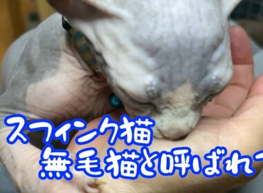 スフィンクス猫チャイに会いにきてください＃猫＃cat＃スフィンクス猫#sphynx ＃猫のいる暮らし