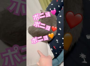 2匹のポニョ❤️ #猫 #ロシアンブルー #shorts