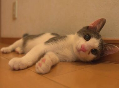 目が不自由な子猫が苦手な階段を特訓した結果…