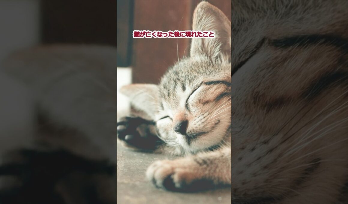 猫が亡くなった後に現れたこと17