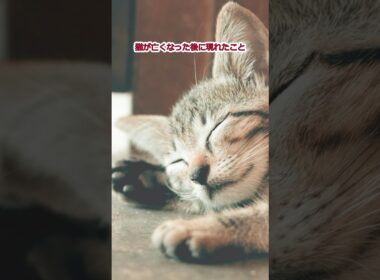 猫が亡くなった後に現れたこと17