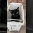 運ばれる黒猫　#ボンベイ #子猫 #ねこ #cat #bombay #猫のいる暮らし #猫のいる生活 #ねこ動画 #猫好きさんと繋がりたい #かわいい #癒やし