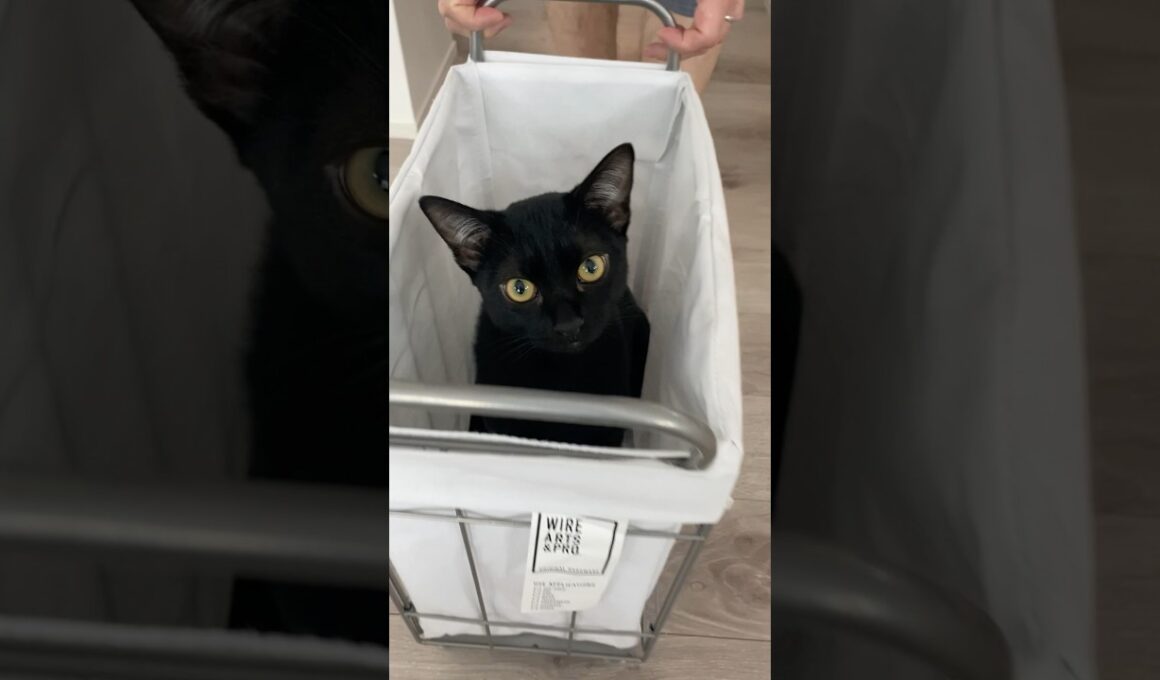 運ばれる黒猫　#ボンベイ #子猫 #ねこ #cat #bombay #猫のいる暮らし #猫のいる生活 #ねこ動画 #猫好きさんと繋がりたい #かわいい #癒やし