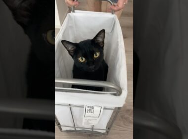 運ばれる黒猫　#ボンベイ #子猫 #ねこ #cat #bombay #猫のいる暮らし #猫のいる生活 #ねこ動画 #猫好きさんと繋がりたい #かわいい #癒やし
