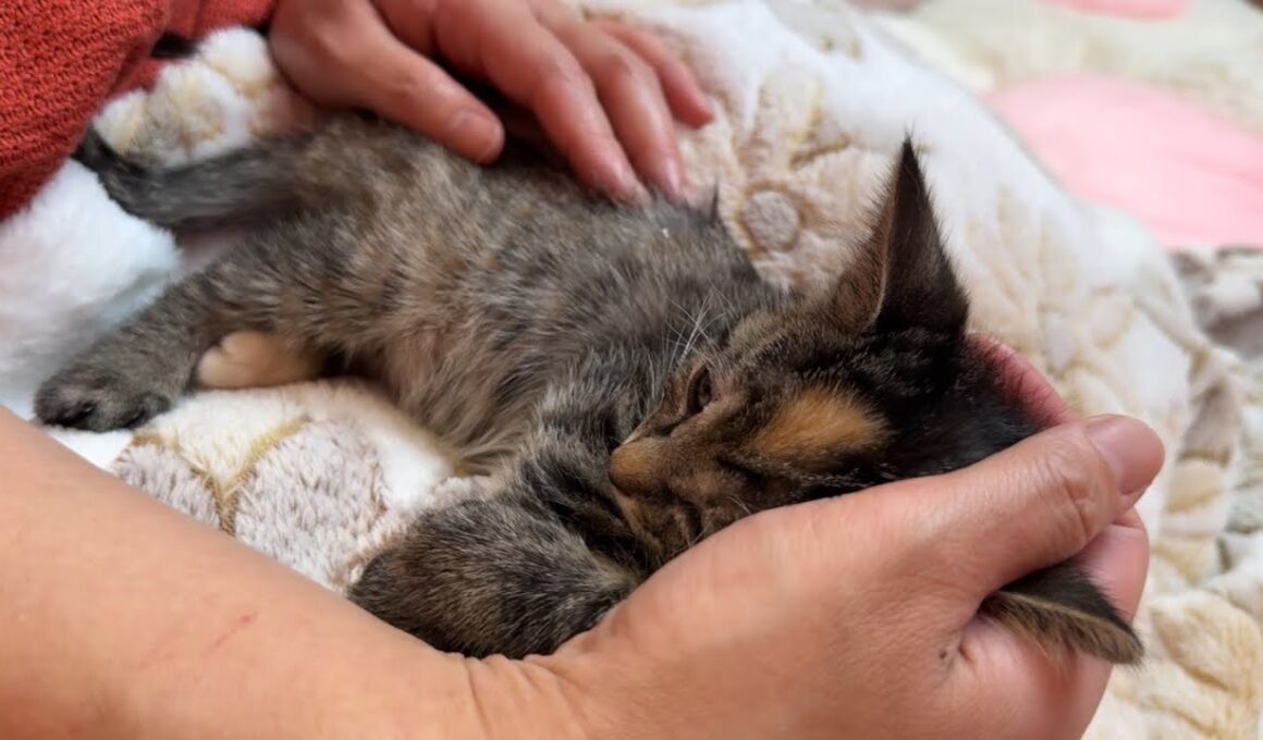 子猫について皆さまにご報告があります