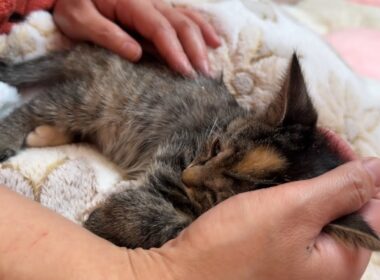 子猫について皆さまにご報告があります