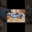 インターホンが鳴った瞬間のシャム猫2匹の驚き方が凄い🛎️ #shorts