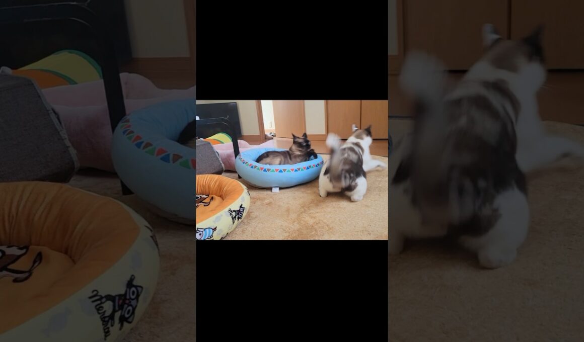 インターホンが鳴った瞬間のシャム猫2匹の驚き方が凄い🛎️ #shorts