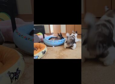 インターホンが鳴った瞬間のシャム猫2匹の驚き方が凄い🛎️ #shorts
