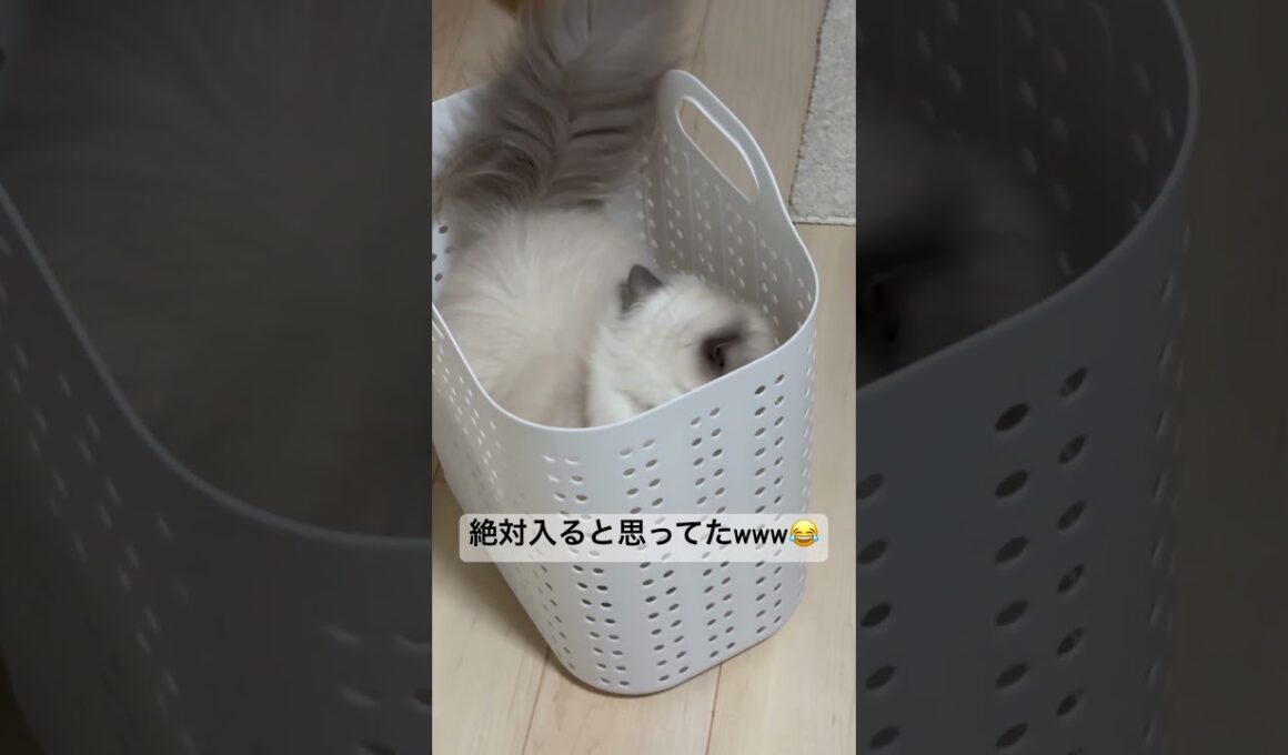 期待を裏切らないヒマラヤンのマーベル🐈🐾 #cat #猫好きさんと繋がりたい #ねこ #猫のいる暮らし #shorts