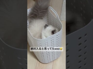 期待を裏切らないヒマラヤンのマーベル🐈🐾 #cat #猫好きさんと繋がりたい #ねこ #猫のいる暮らし #shorts