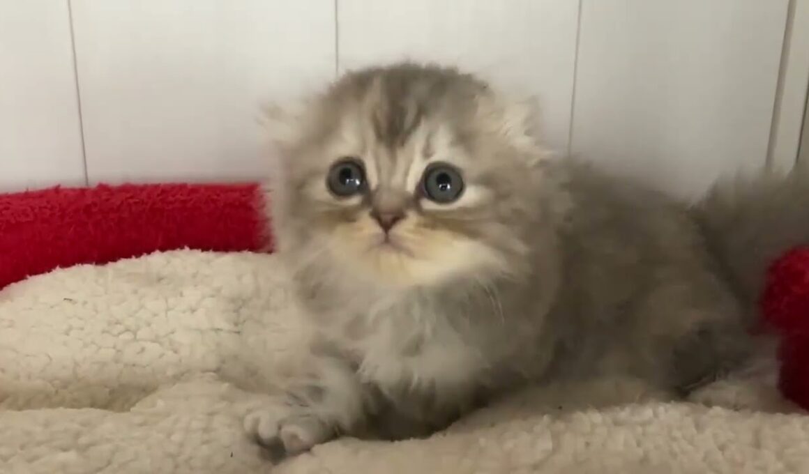 スコティッシュフォールド 折れ耳の可愛い女の子 ブルーシルバートービー（ロング）