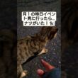 【夜襲動画】月１の特日イベント見に行ったらナツがいた！#cat #ねこ #野良猫 #野良猫救いたい