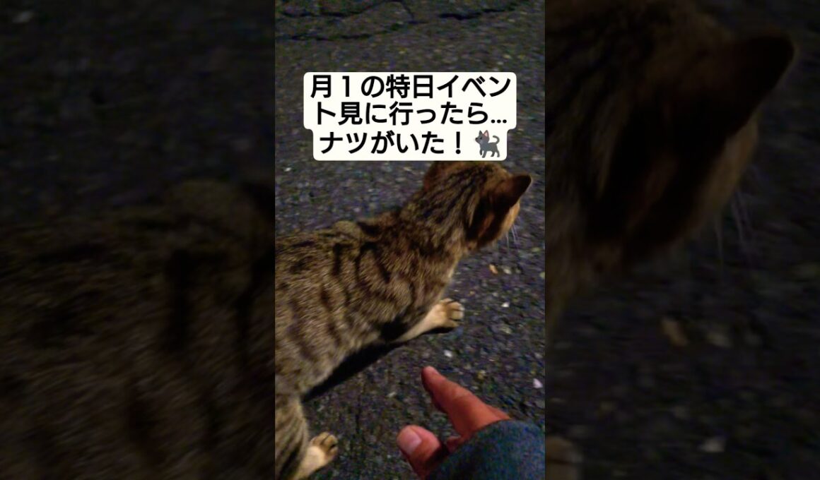 【夜襲動画】月１の特日イベント見に行ったらナツがいた！#cat #ねこ #野良猫 #野良猫救いたい