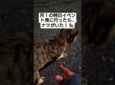 【夜襲動画】月１の特日イベント見に行ったらナツがいた！#cat #ねこ #野良猫 #野良猫救いたい