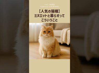 【人気の猫種】ミヌエットと暮らすって、こういうこと。