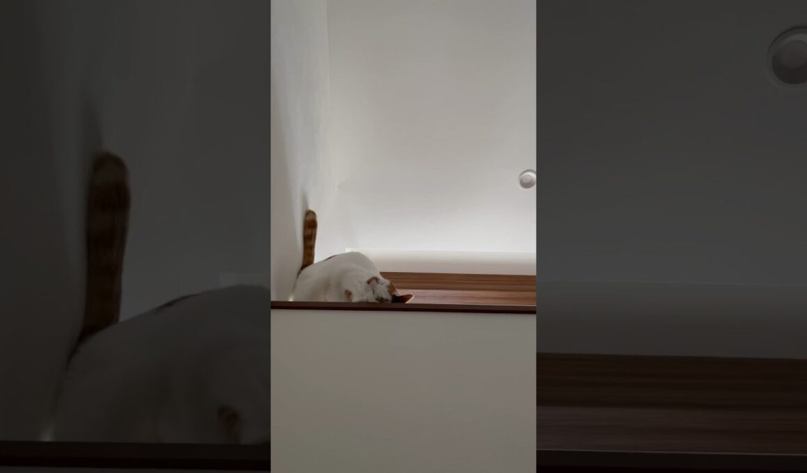 スリリングにデレる猫#cat #保護猫 #日本猫