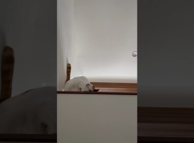 スリリングにデレる猫#cat #保護猫 #日本猫
