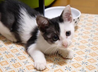 用水路で声が枯れるほど鳴いていた子猫がママのお腹に飛び乗って大暴れ【赤ちゃん猫　保護猫】