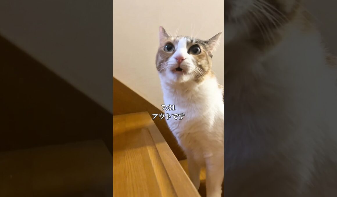 世界一愛くるしい猫の1日 #cat #子ネコ #ネコ
