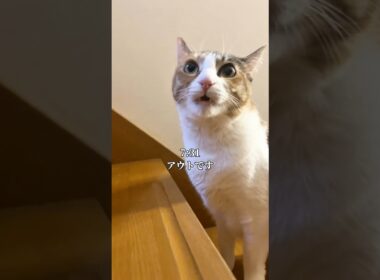 世界一愛くるしい猫の1日 #cat #子ネコ #ネコ