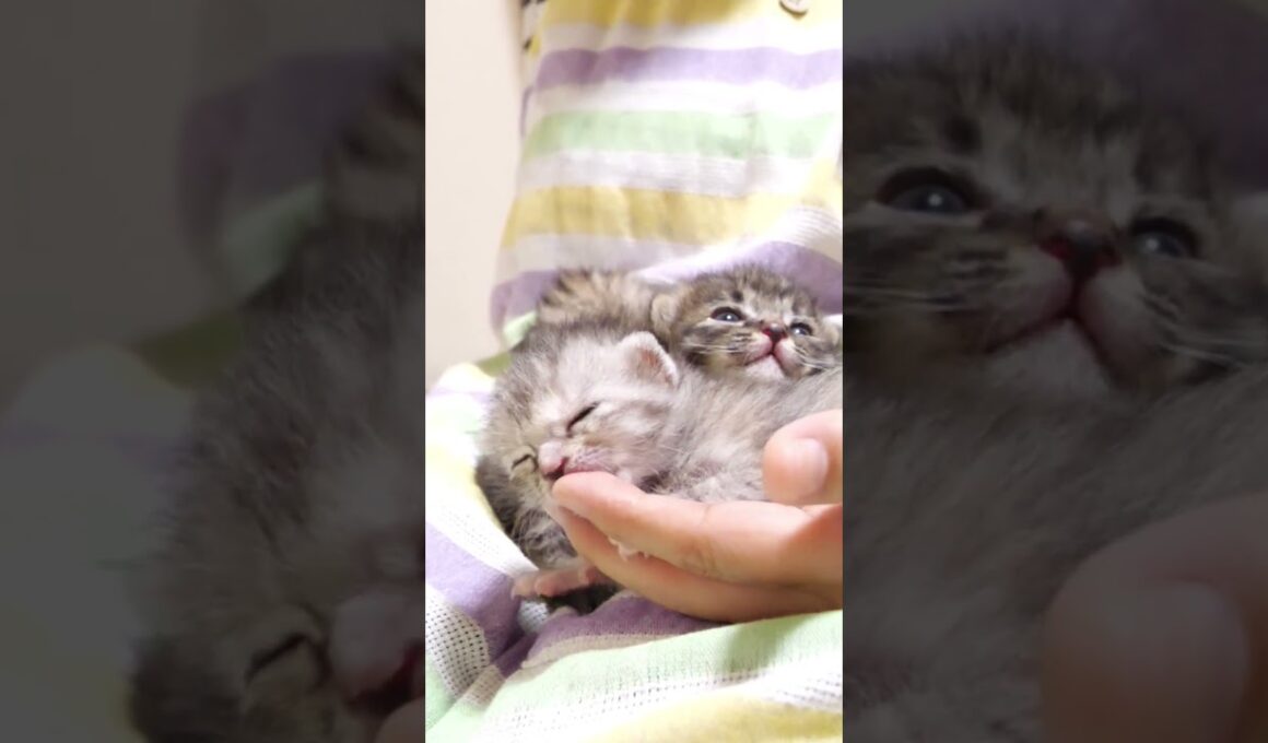 ママの抱っこにゴロゴロ喉を鳴らす子猫たち #gatto #kitten #meow　#asmr