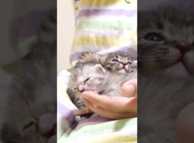 ママの抱っこにゴロゴロ喉を鳴らす子猫たち #gatto #kitten #meow　#asmr