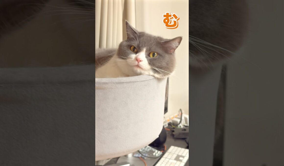 安定感🫶 #お出迎え猫 #ブリティッシュショートヘア #猫