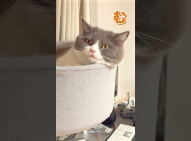 安定感🫶 #お出迎え猫 #ブリティッシュショートヘア #猫