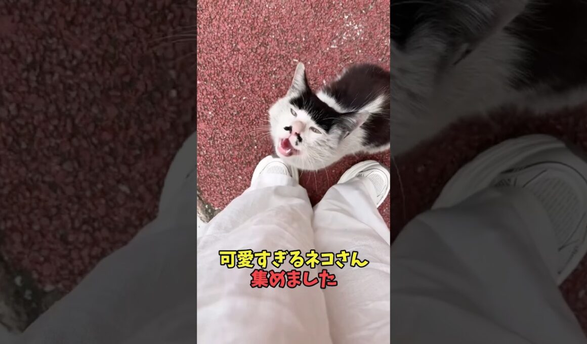 可愛すぎるネコさん集めました#猫動画　#ねこ　#可愛い　#かわいい　#2ch　#癒し　#ペット　#動物　#2ch 　#shorts