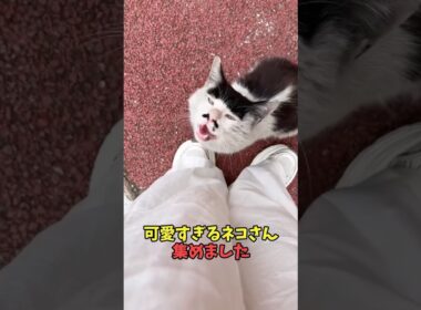 可愛すぎるネコさん集めました#猫動画　#ねこ　#可愛い　#かわいい　#2ch　#癒し　#ペット　#動物　#2ch 　#shorts