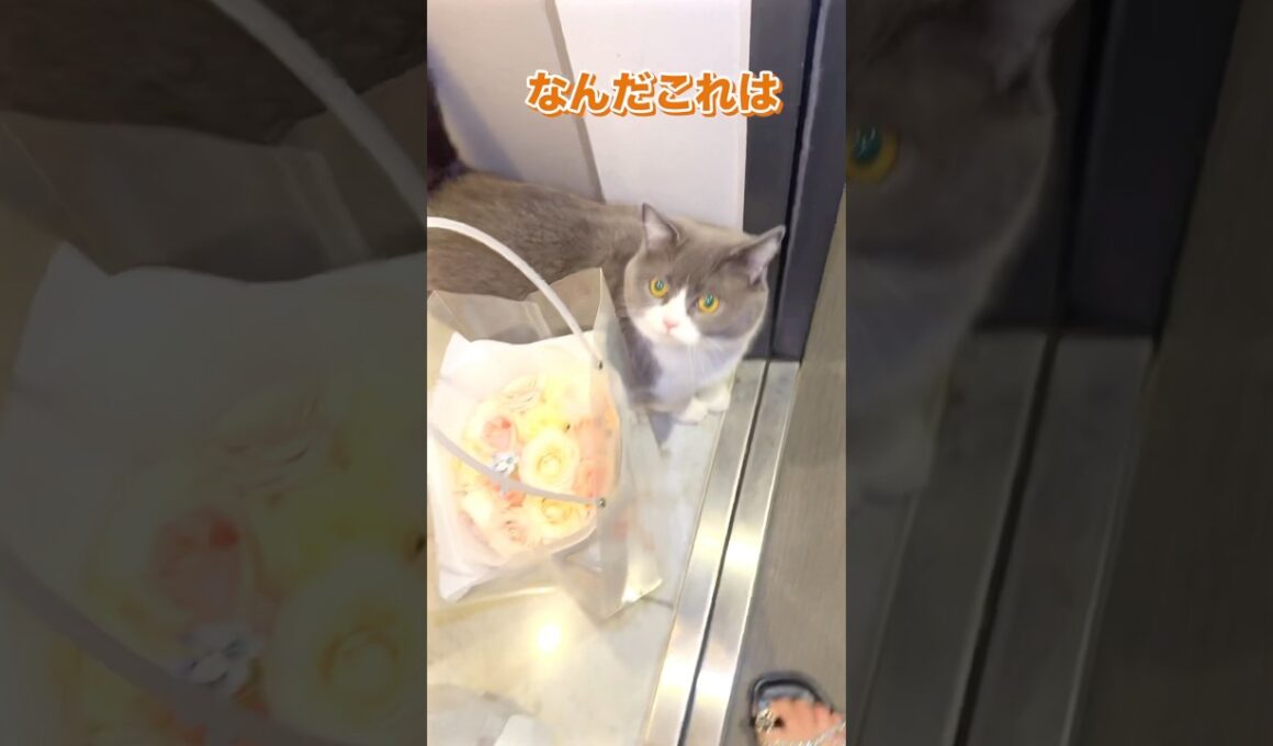 何気ない日常が一番素敵🫶#お出迎え猫 #ブリティッシュショートヘア#私のお気に入り
