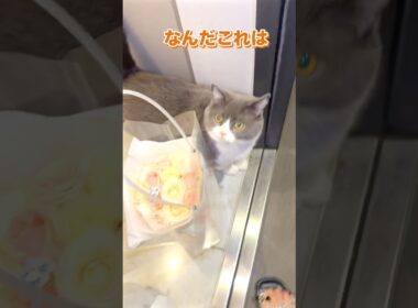 何気ない日常が一番素敵🫶#お出迎え猫 #ブリティッシュショートヘア#私のお気に入り