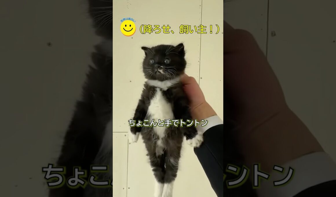 生存本能ゼロ！？子猫の可愛いリアクション