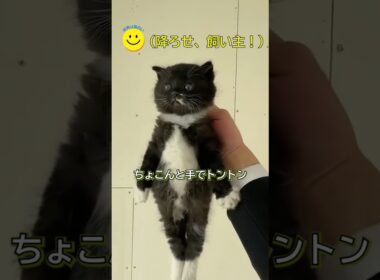 生存本能ゼロ！？子猫の可愛いリアクション