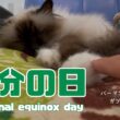 バーマン猫ガブ【秋分の日】Autumnal equinox day（バーマン猫）Birman/Cat