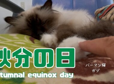 バーマン猫ガブ【秋分の日】Autumnal equinox day（バーマン猫）Birman/Cat