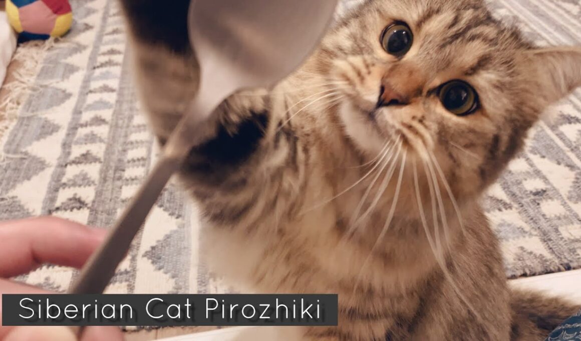 猫ちゃんと生活してて気を付けないといけないことって何？【サイベリアン】【episode95】