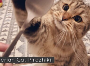 猫ちゃんと生活してて気を付けないといけないことって何？【サイベリアン】【episode95】