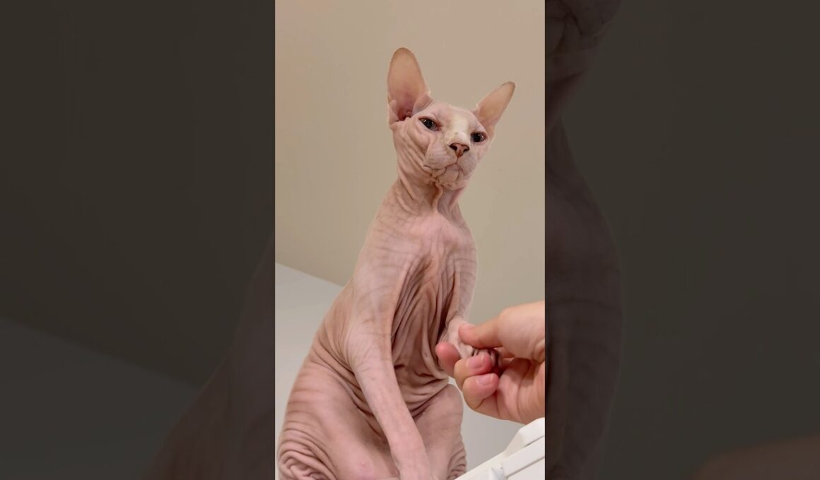 手を触らせてくれない猫スルタンと触らせてくれる猫アレクサンドラ【スフィンクス】
