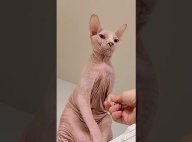 手を触らせてくれない猫スルタンと触らせてくれる猫アレクサンドラ【スフィンクス】