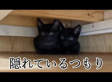 隠れているが鳴いてバレる保護子猫